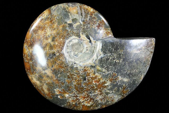 Polished, Agatized Ammonite (Cleoniceras) - Madagascar #72875